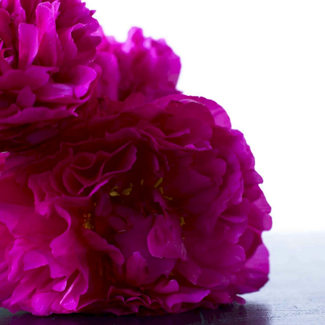 Фуксия Magenta Purple