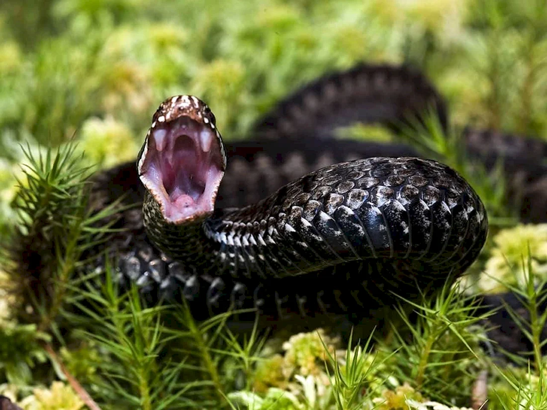 Гадюка меланист