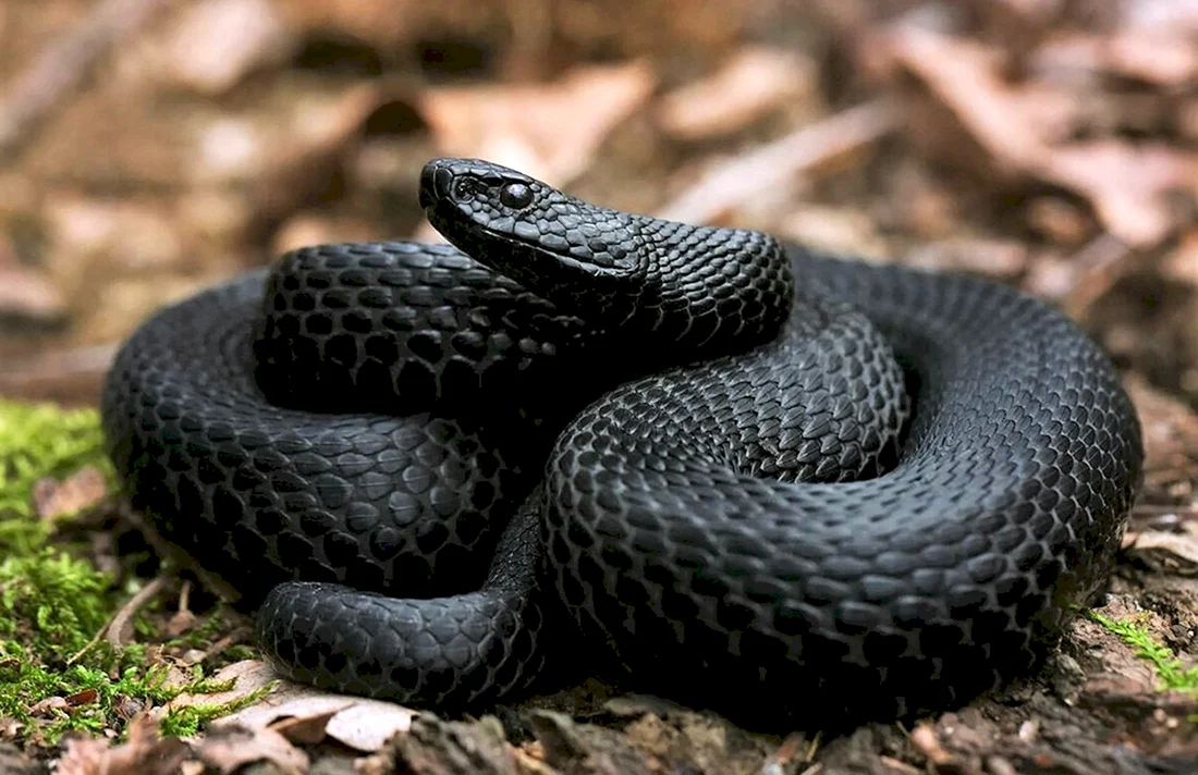 Гадюка Никольского Vipera nikolskii