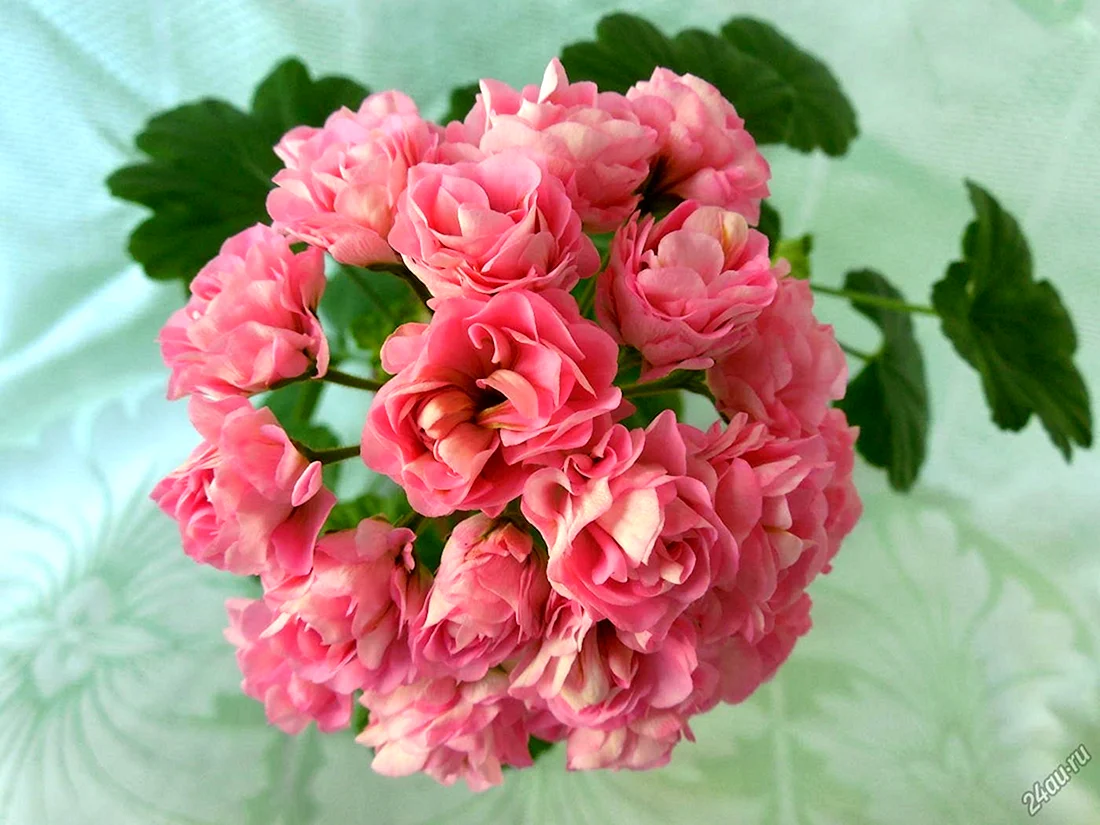 Герань Pink Mist Rosebud