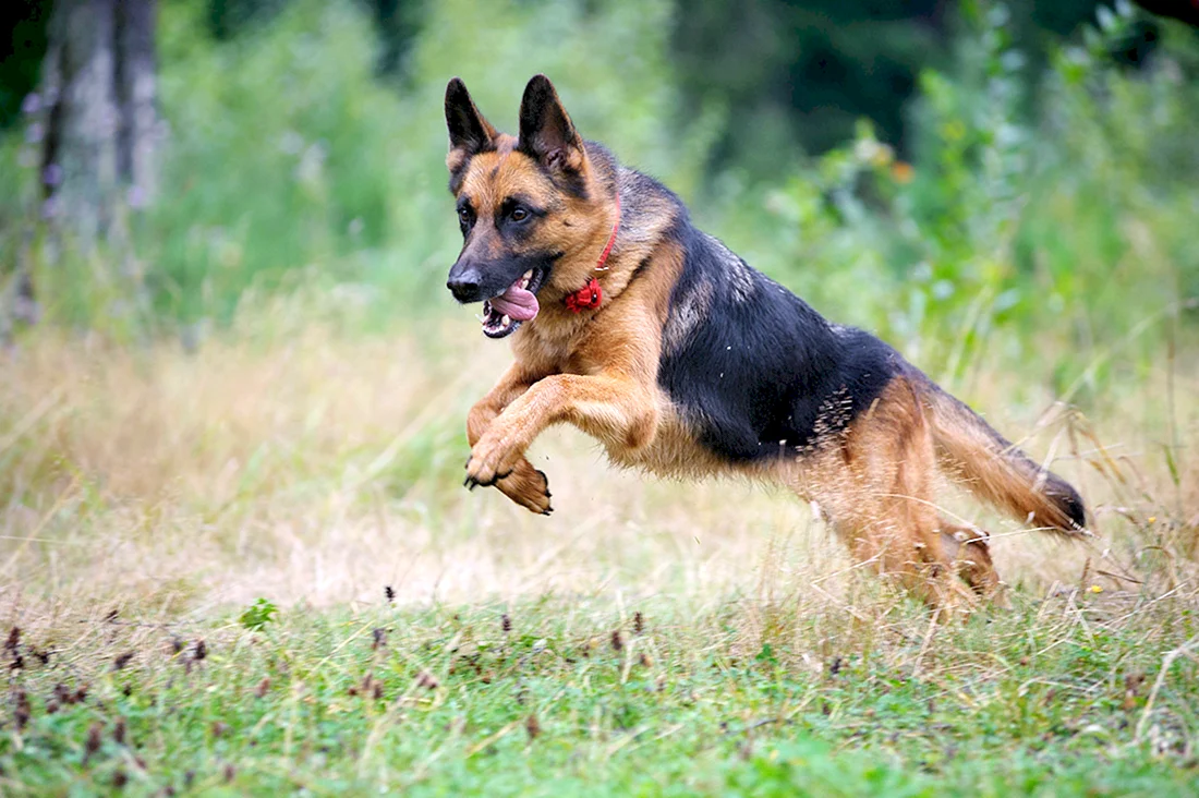 German Shepherd немецкая овчарка