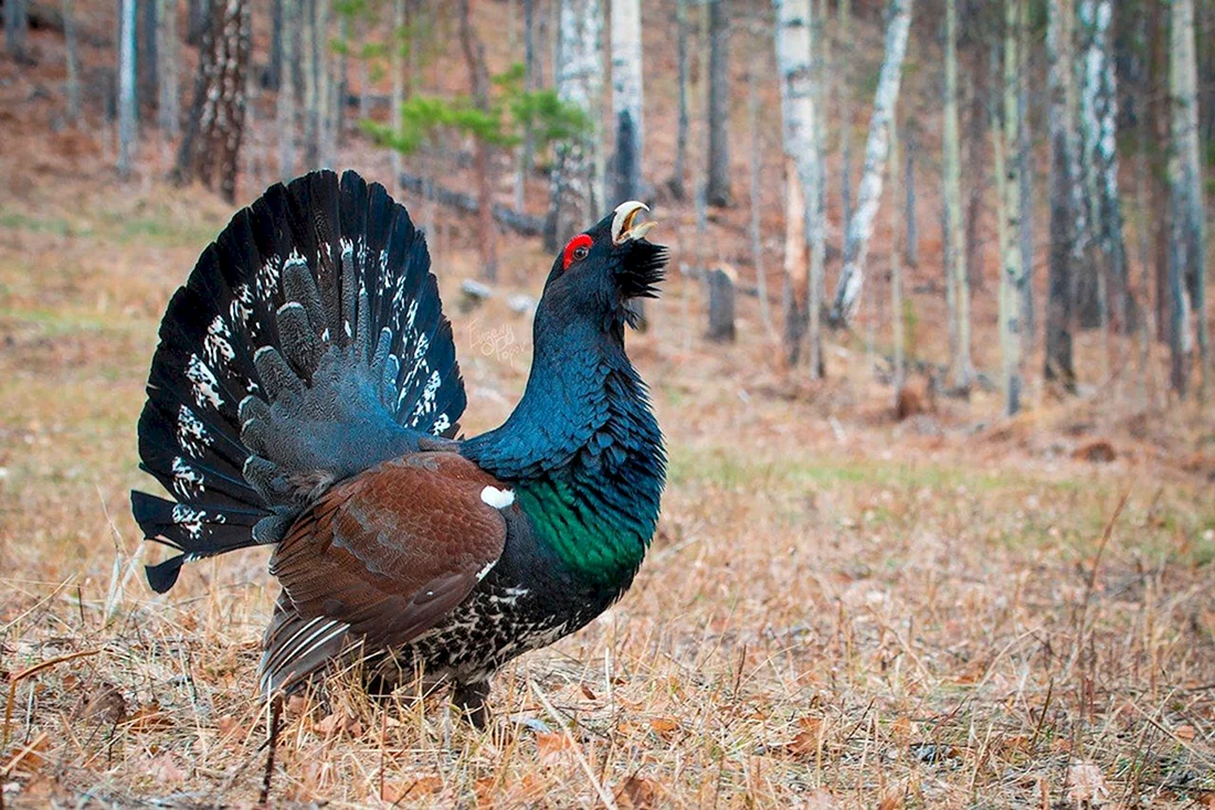 Глухарь Tetrao urogallus