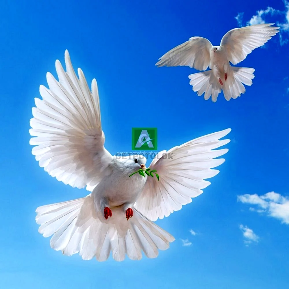 Голуби в небе