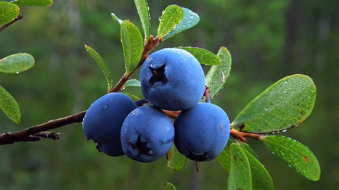Голубика Vaccinium uliginosum l.