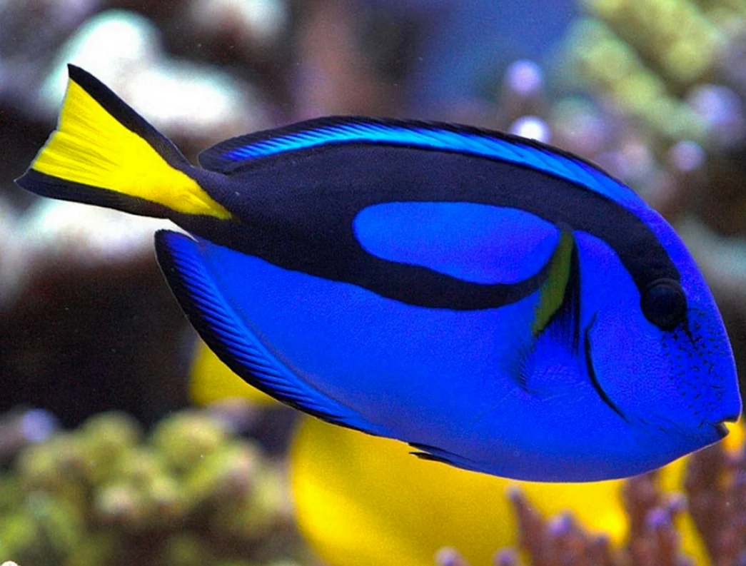 Голубой хирург Paracanthurus hepatus
