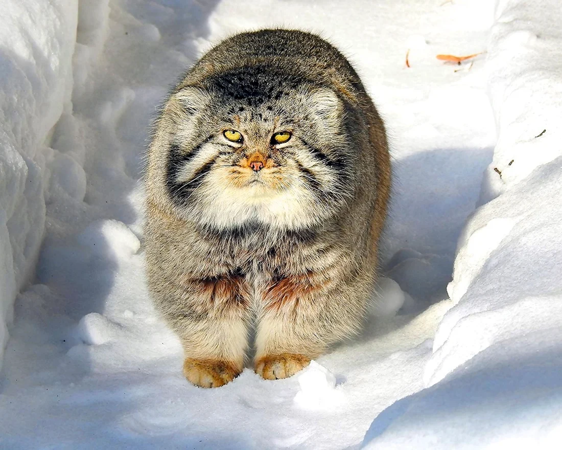 Горный кот Манул