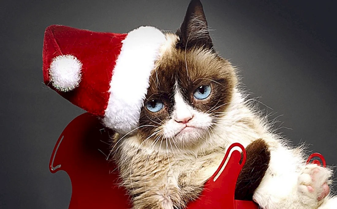 Грампи Кэт Christmas