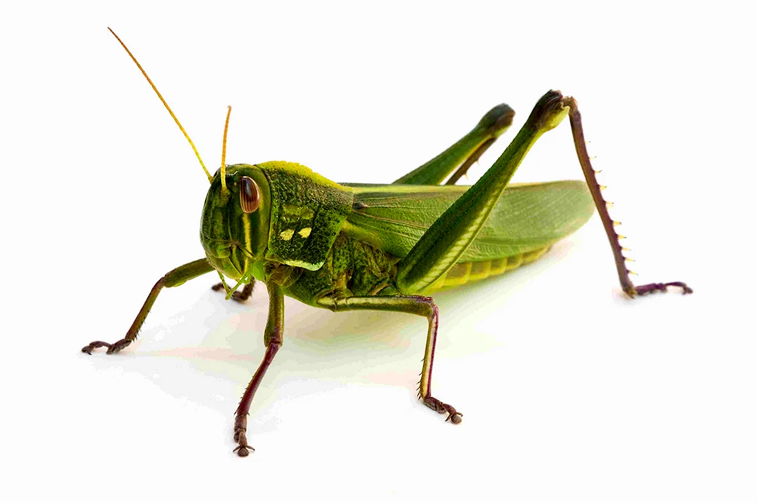 Grasshopper «кузнечик» 1946.
