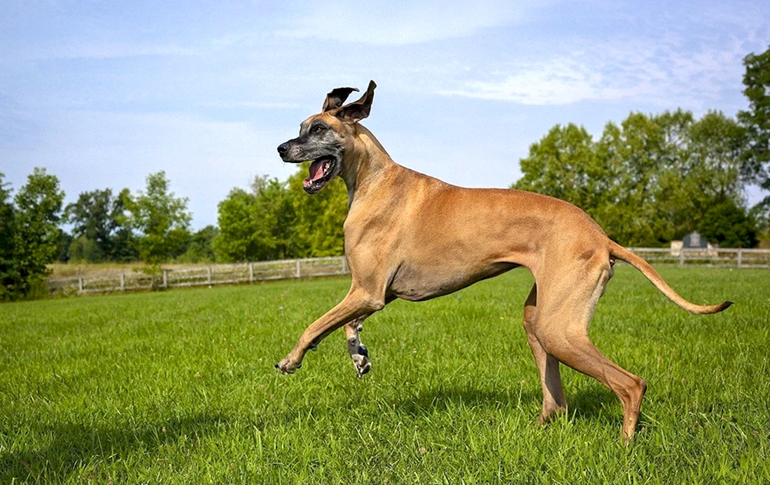 Great Danes порода собак