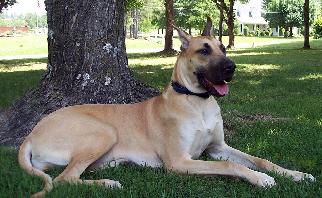Great Danes порода собак