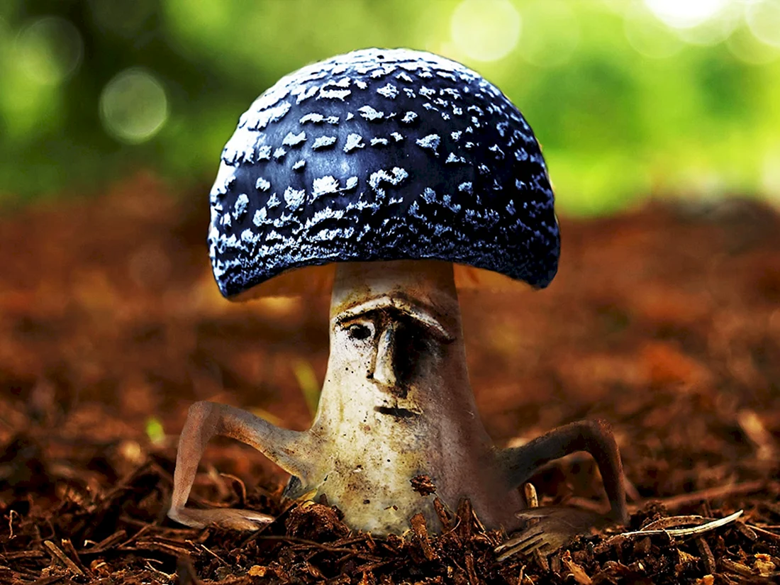 Гриб