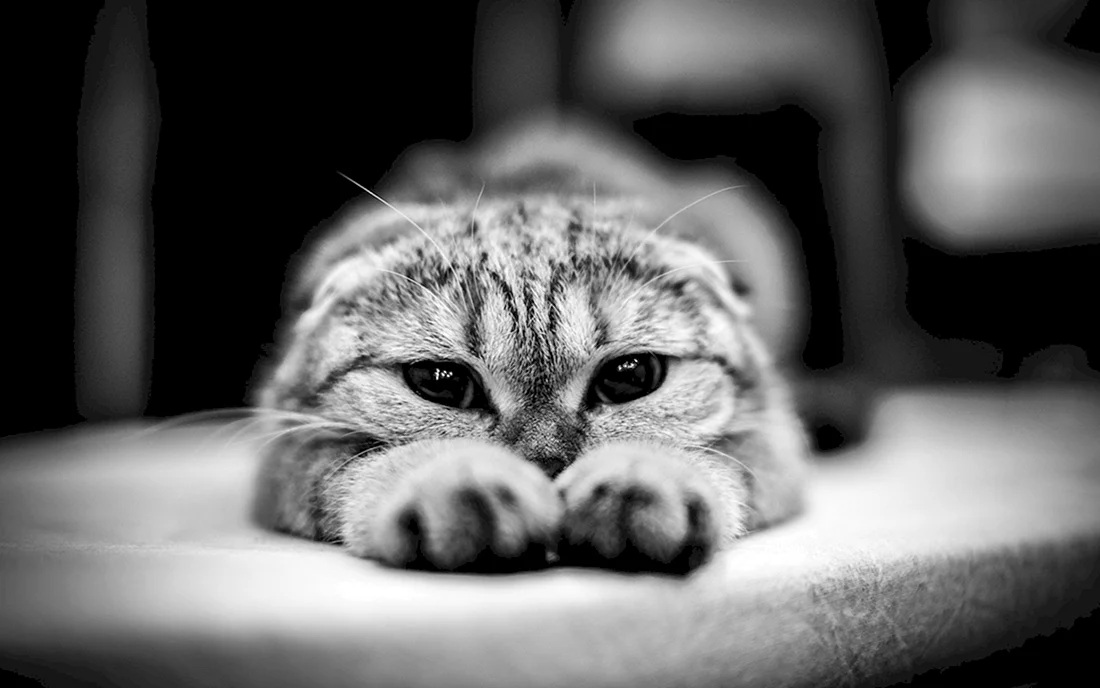Грустная кошка