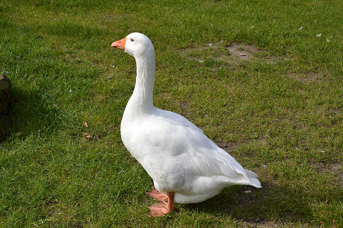 Гусь