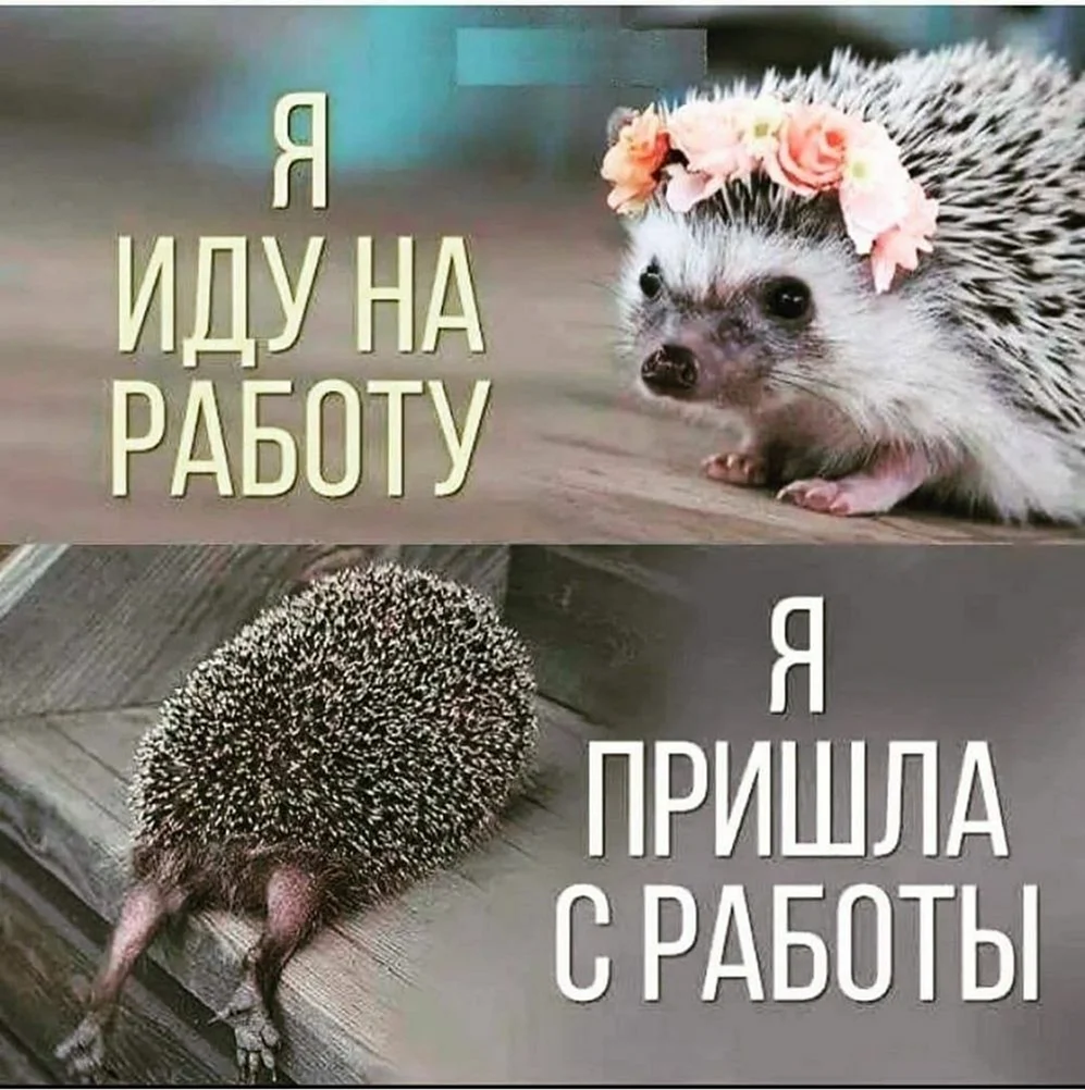 Я пришла с работы Ежик