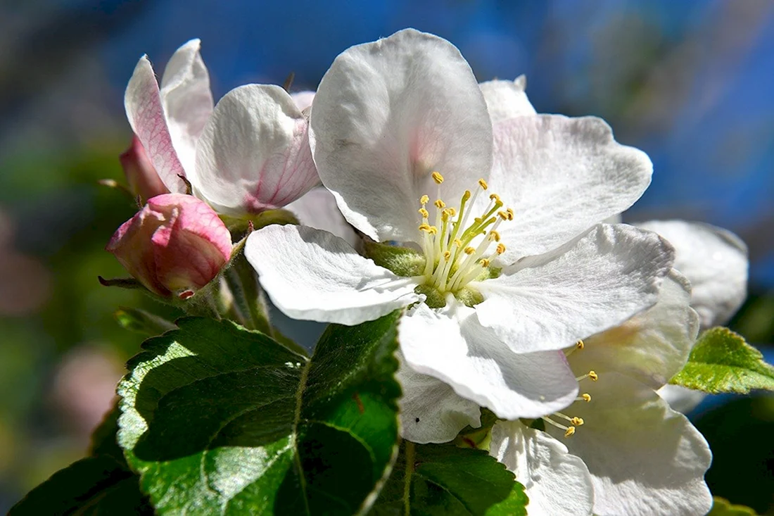 Яблоневый цвет Apple Blossom