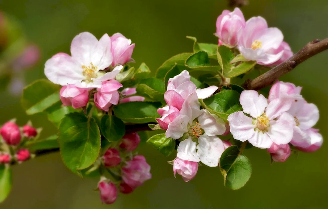 Яблоневый цвет Malus