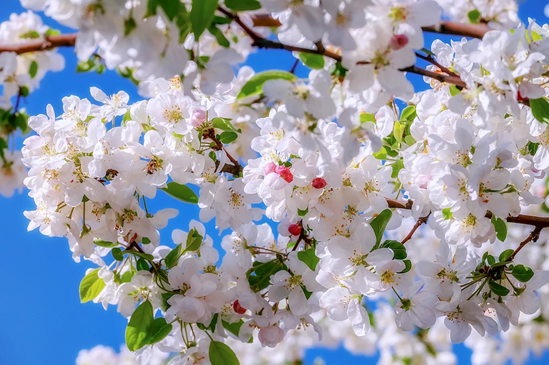 Яблоневый цвет Malus domestica