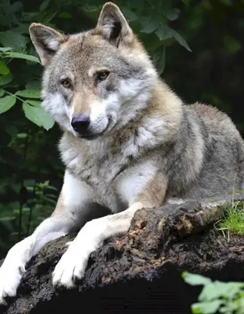 Японский волк Хонсю