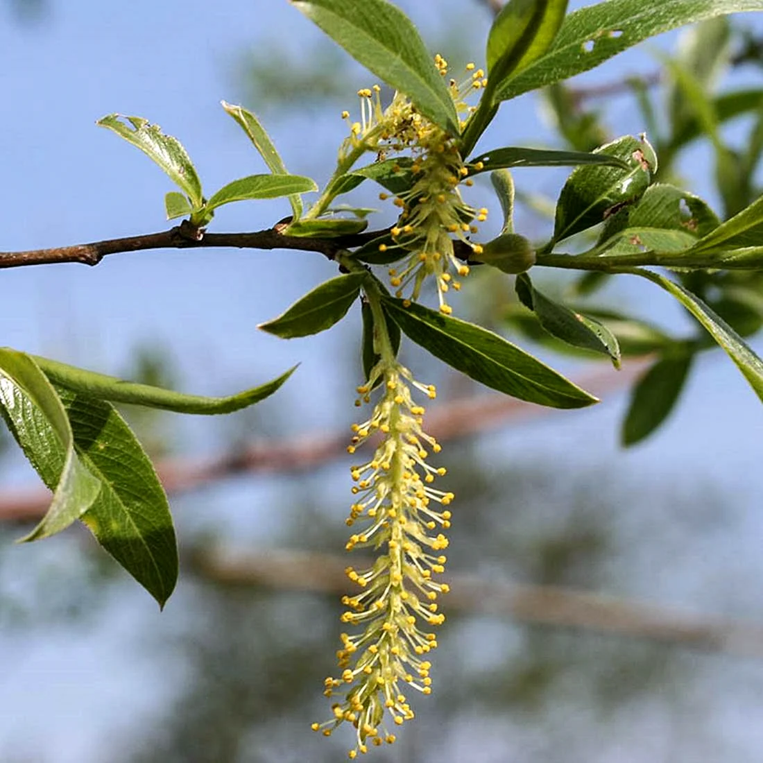 Ива белая Salix Alba