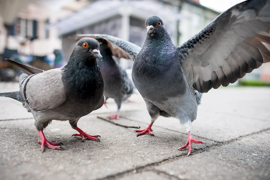 Jacobin Pigeon