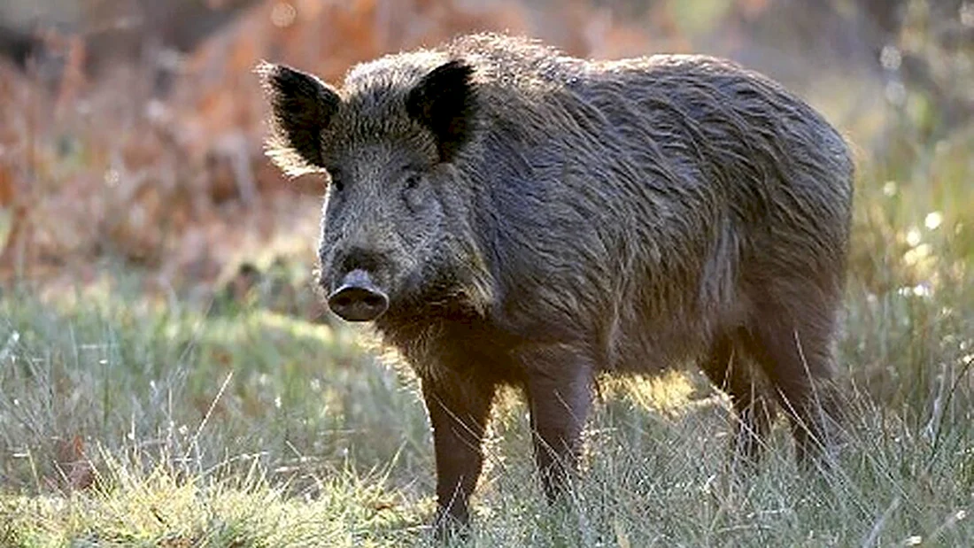 Кабан лат. Sus scrofa