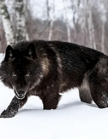 Канадский волкособ вольфхунд
