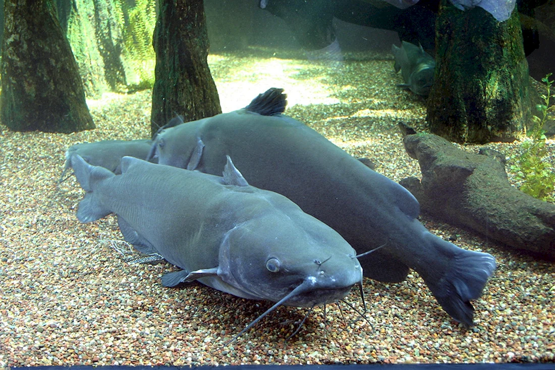 Канальный сомик Ictalurus punctatus
