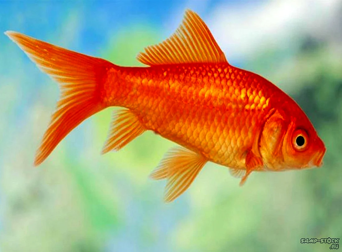 Карась красный Carassius auratus auratus