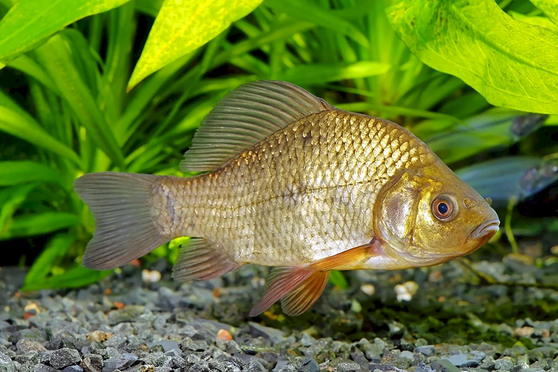 Карась обыкновенный Carassius Carassius