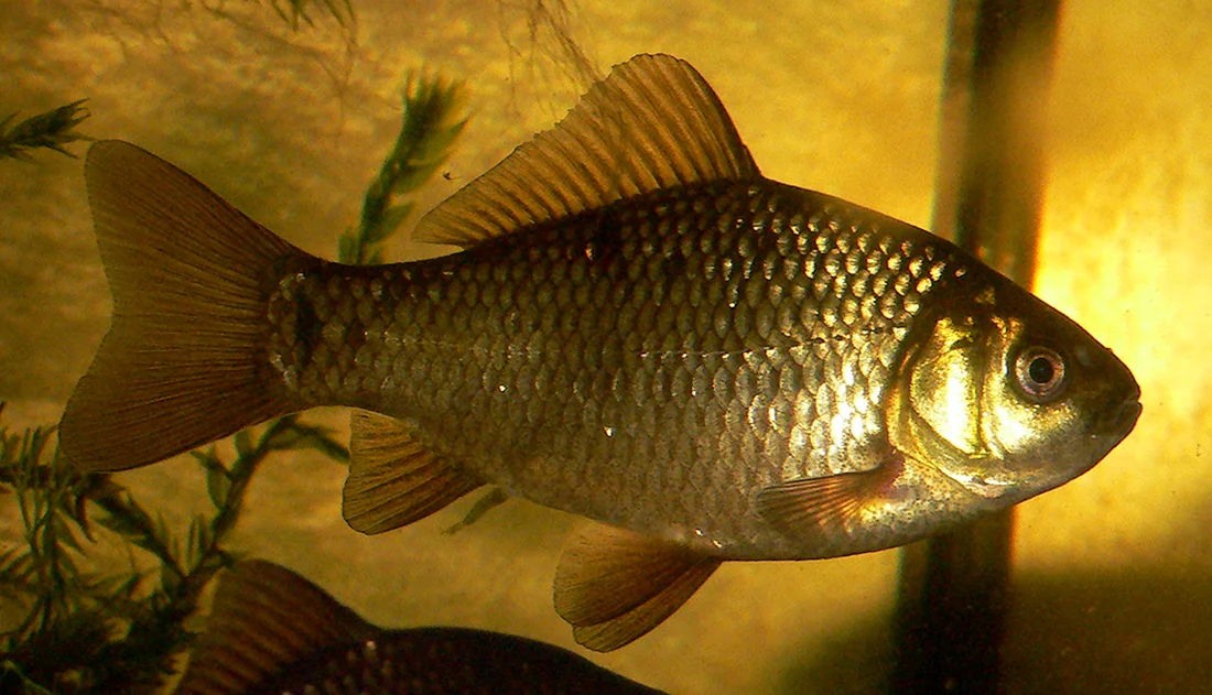 Карась обыкновенный Carassius Carassius