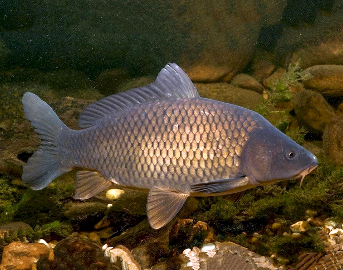 Карась обыкновенный Carassius Carassius