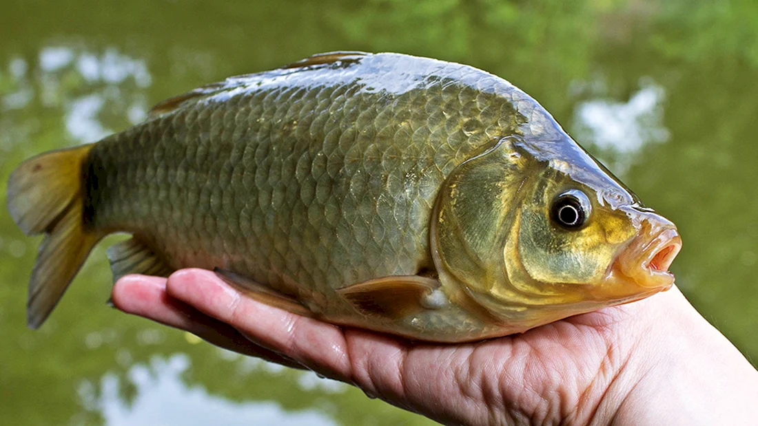 Карась золотой Carassius Carassius