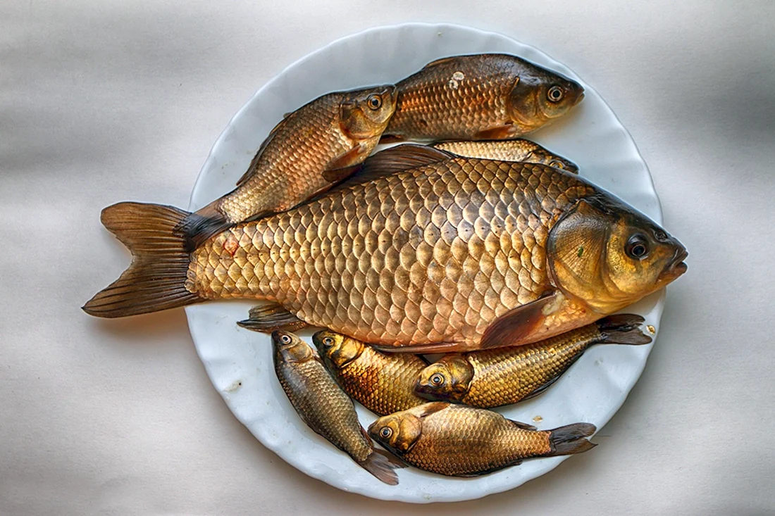 Карась золотой Carassius Carassius