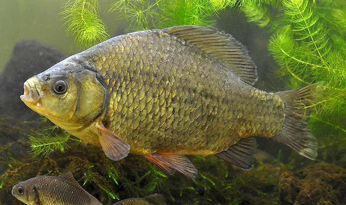 Карась золотой Carassius Carassius