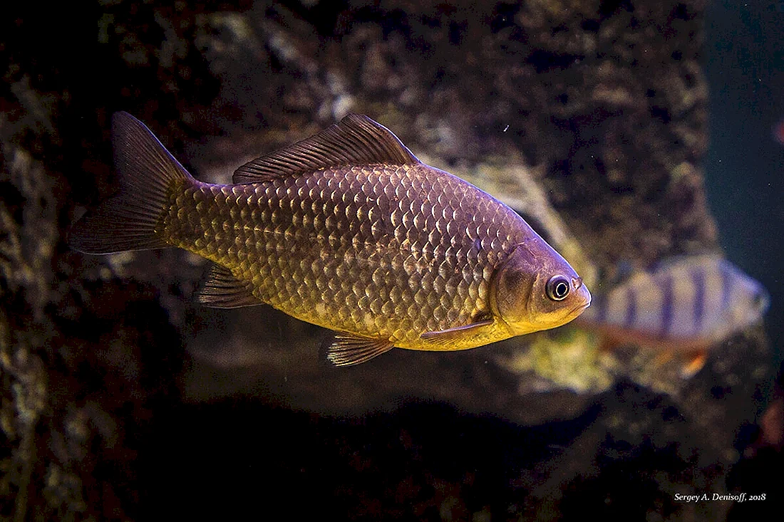 Карась золотой Carassius Carassius