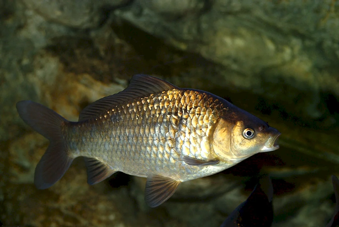 Карась золотой Carassius Carassius