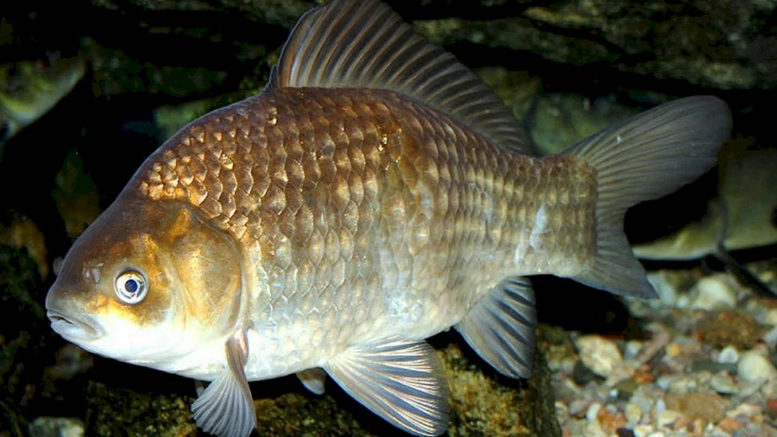 Карась золотой Carassius Carassius