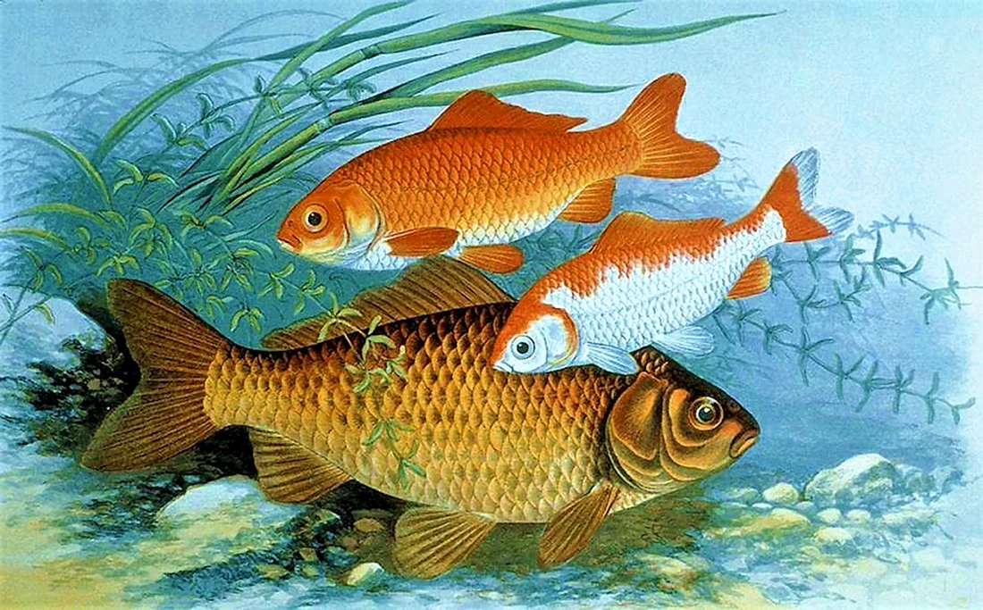Карась золотой Carassius Carassius