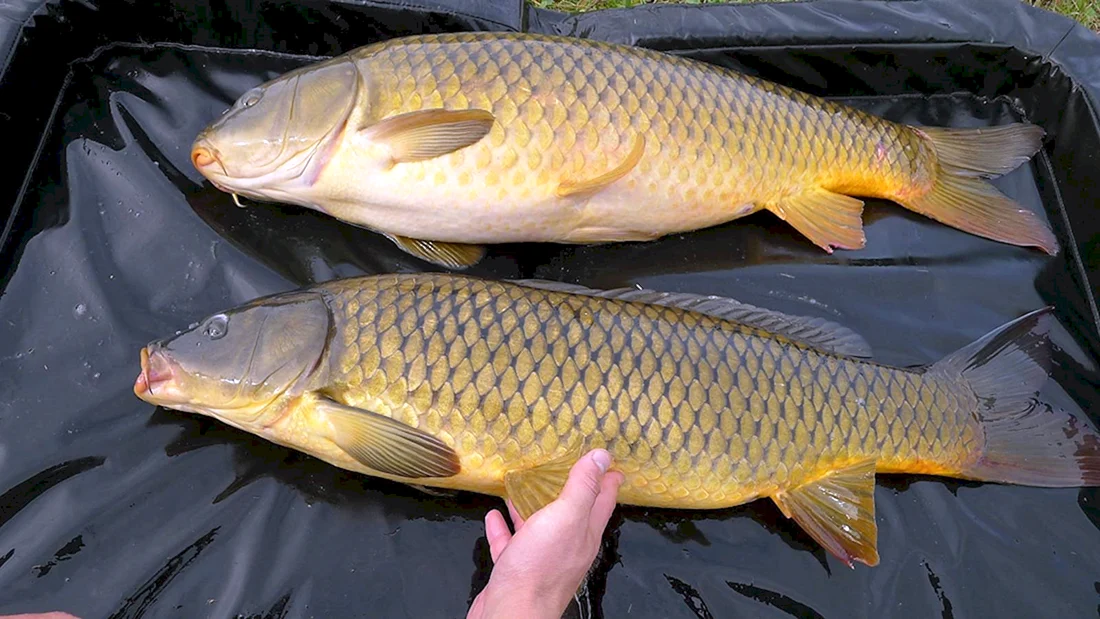 Карп Cyprinus Carpio