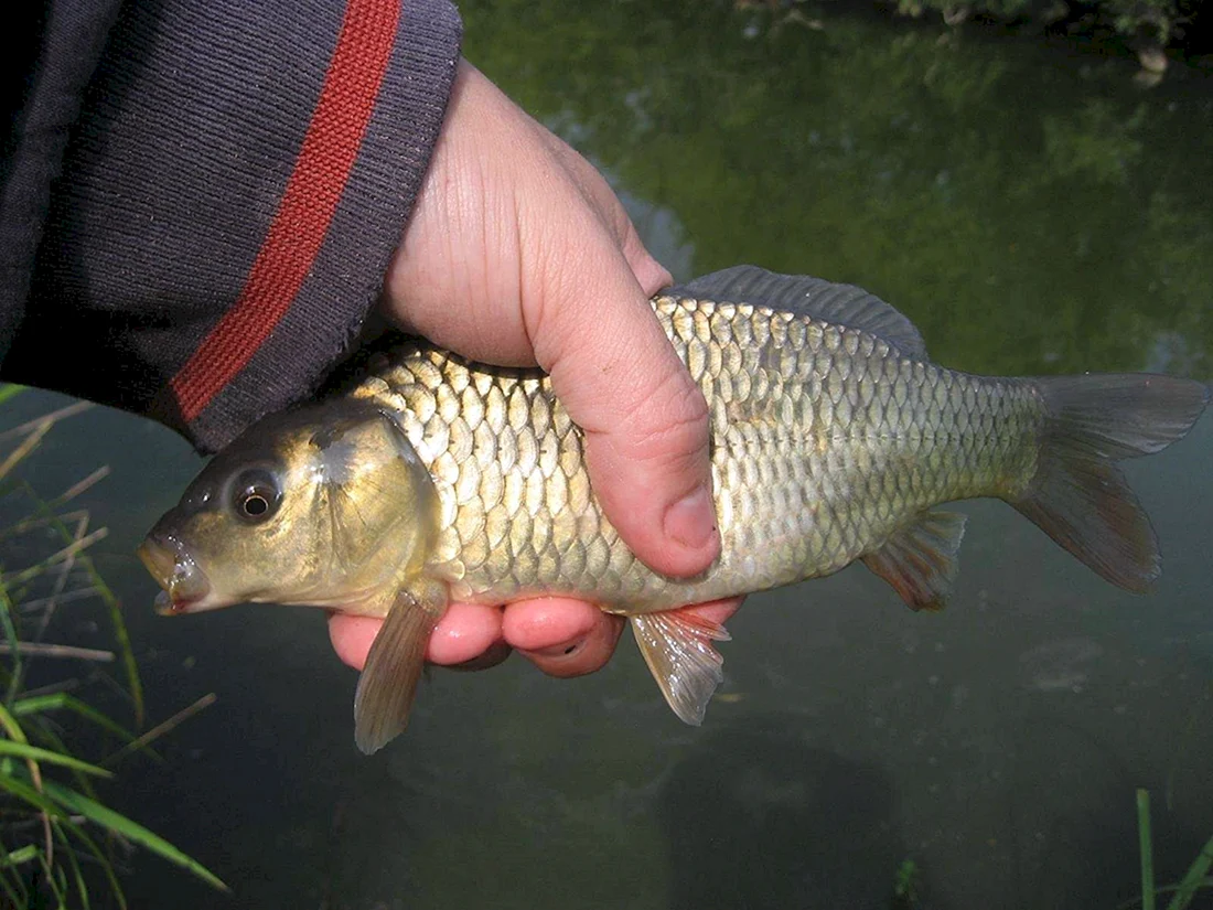 Карп Cyprinus Carpio