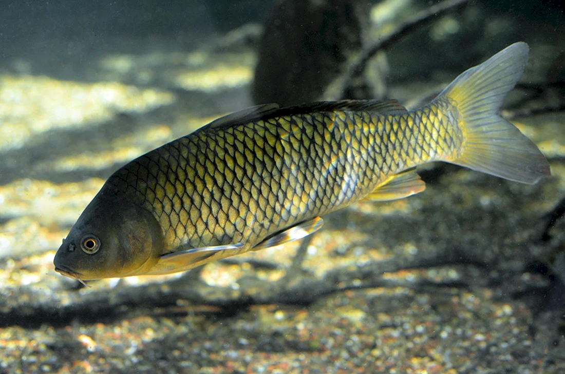 Карп обыкновенный – Cyprinus Carpio