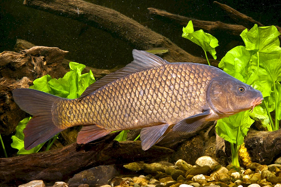 Карп обыкновенный – Cyprinus Carpio