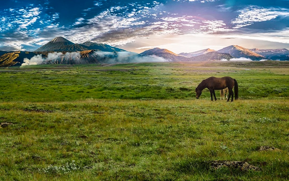 Казахстан степь Юрты лошади