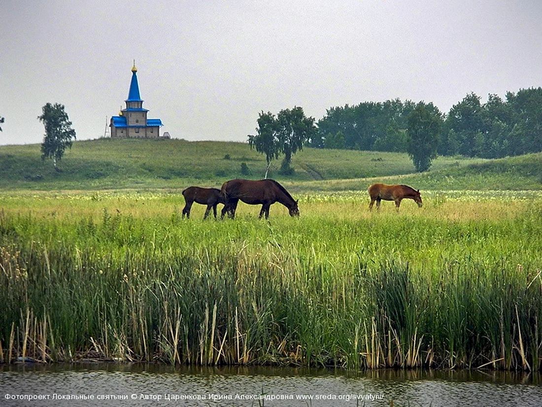 Кенозерский национальный парк лошади