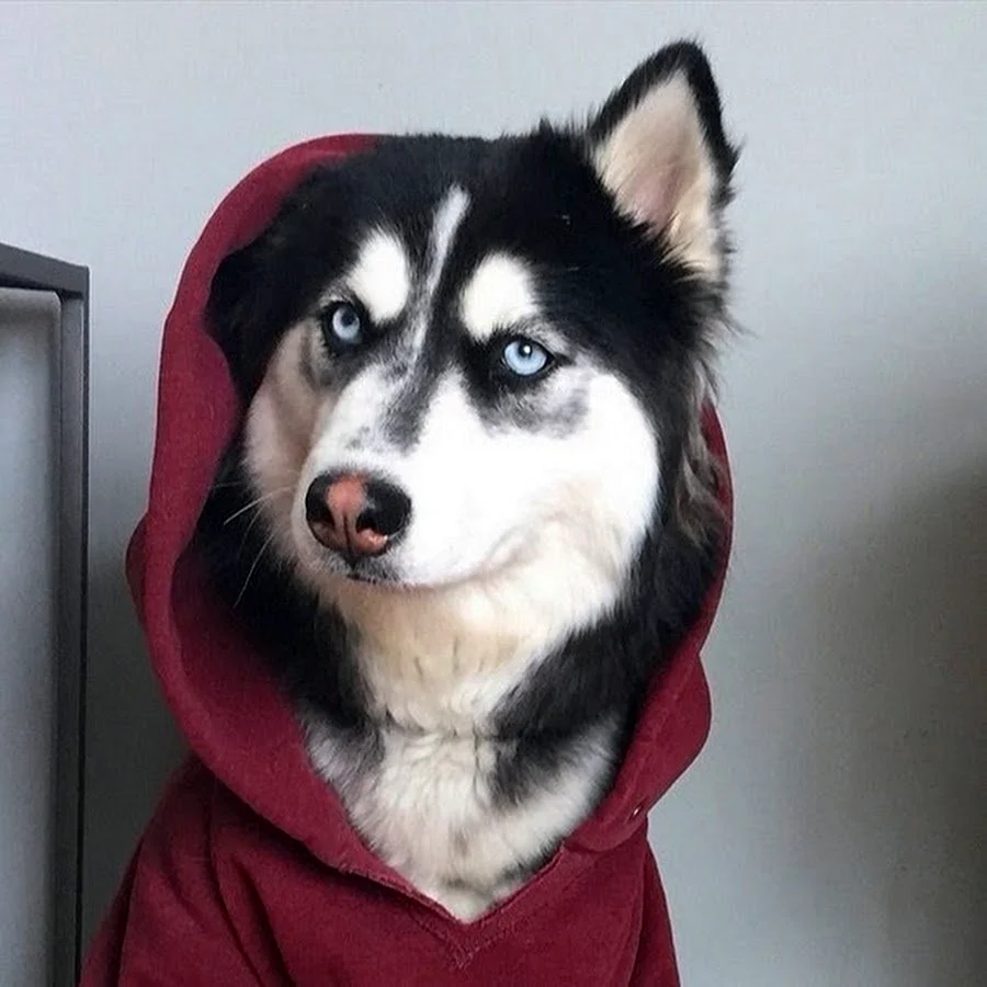 Хаски Синди