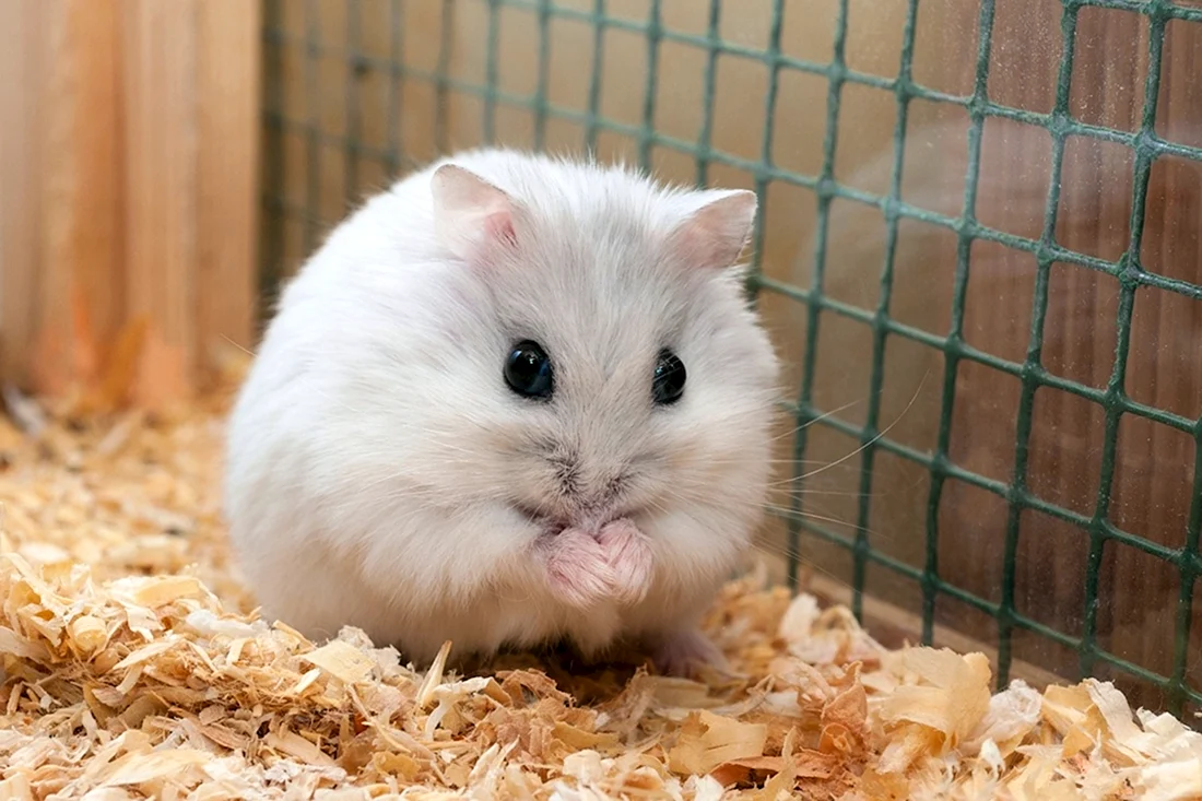 Хомяк джунгарский