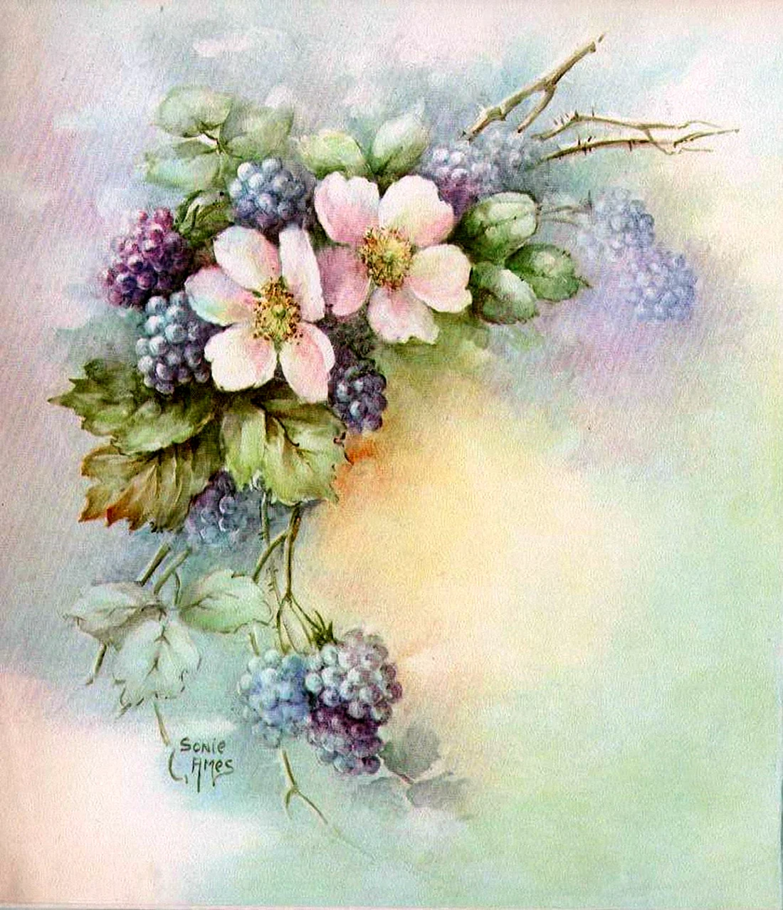 Художник Sonie Ames