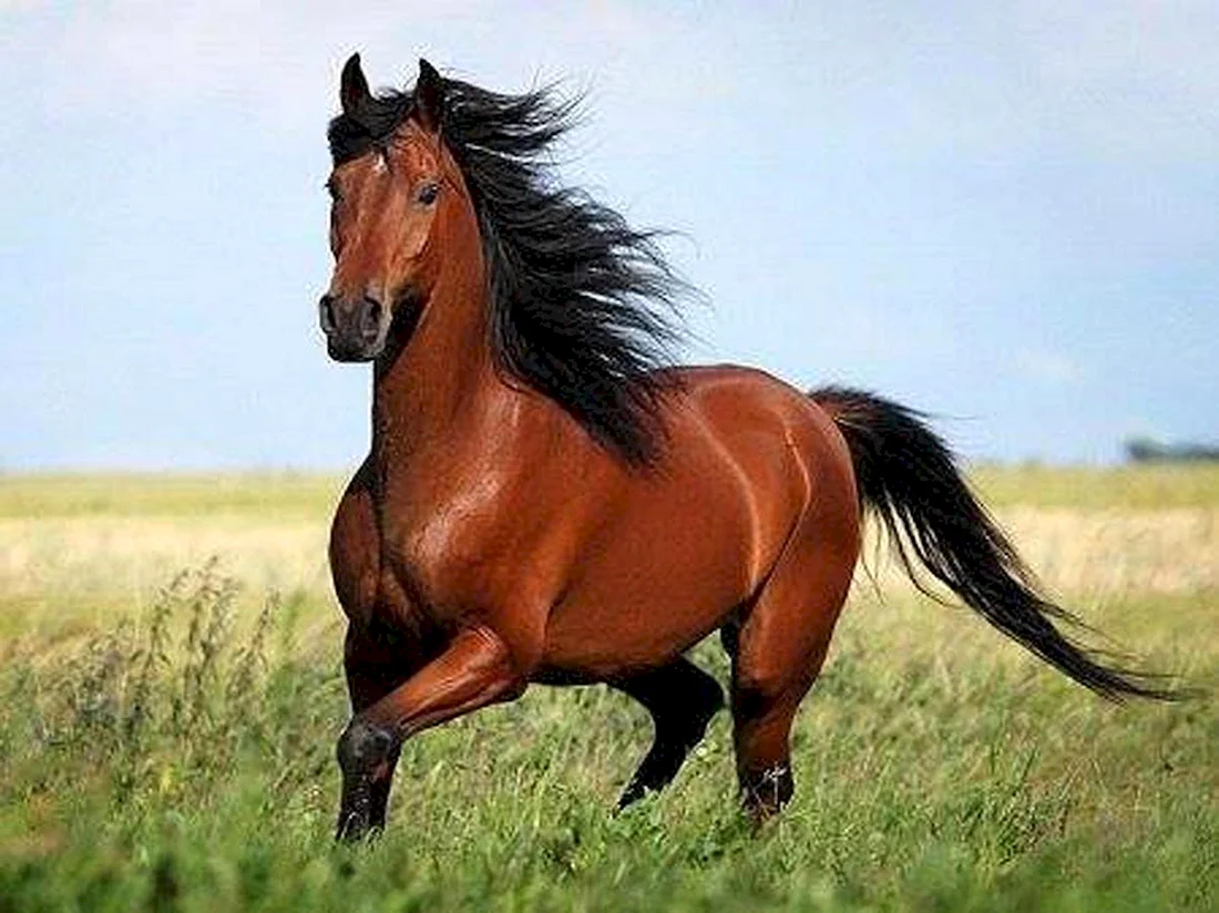 Кигер Мустанг гнедой