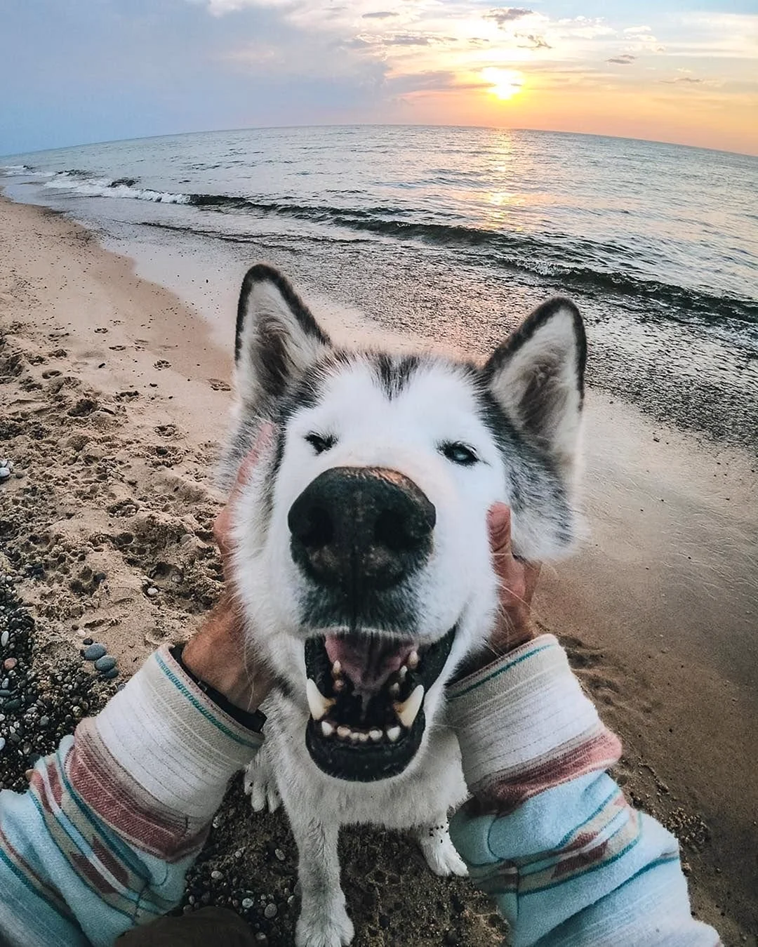 Классные собаки