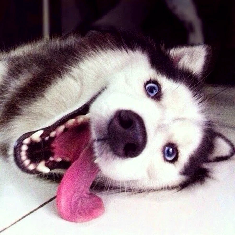 Классные собаки